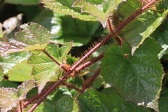 Rubus tricolor