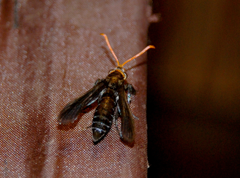 Scoliokona