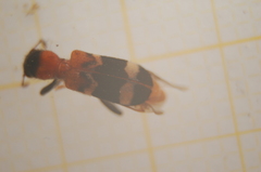 Thanasimus formicarius