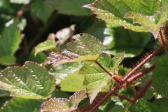 Rubus tricolor