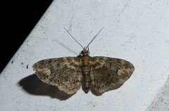 Pasiphilodes testulata