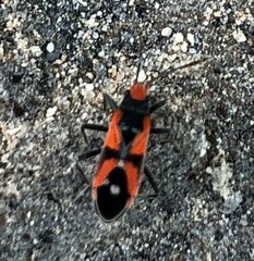 Melanerythrus mactans