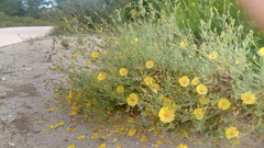 Cistus halimifolius