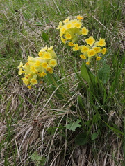 Primula veris