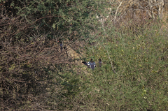 Phoeniculus damarensis