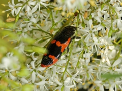 Castiarina bremei