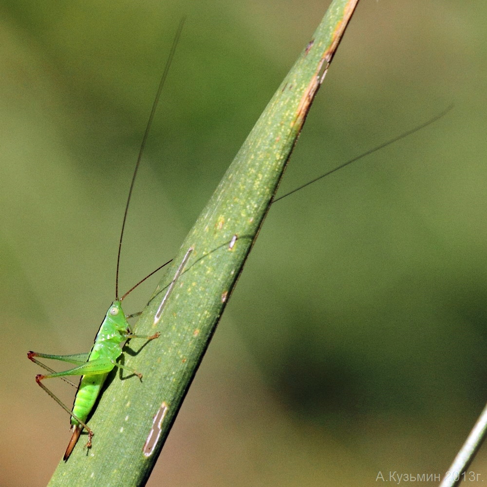 Мечник рода Conocephalus
