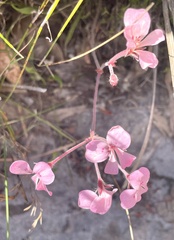 Pelargonium pinnatum