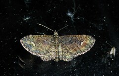 Pasiphilodes testulata