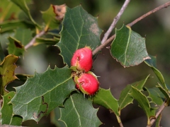 Plagiotrochus quercusilicis