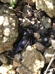 Carabus rugosus celtibericus