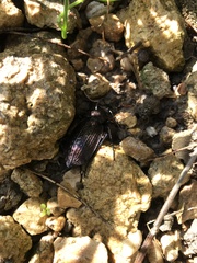 Carabus rugosus celtibericus