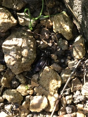Carabus rugosus celtibericus