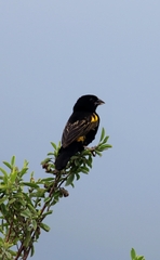 Euplectes capensis capensis