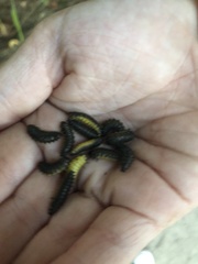 Poneridia semipullata