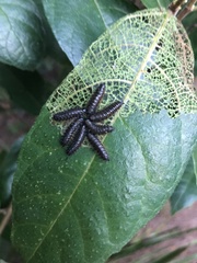 Poneridia semipullata