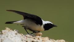 Oenanthe melanoleuca