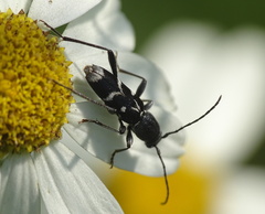 Chlorophorus sartor