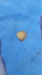 Cerastoderma glaucum