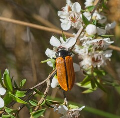 Castiarina rufipennis