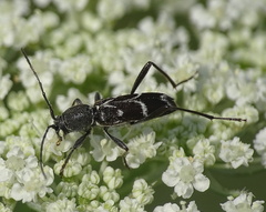 Chlorophorus sartor
