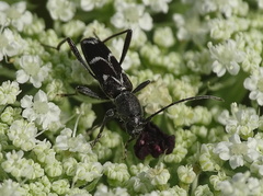 Chlorophorus sartor