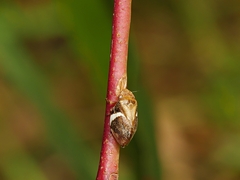 Bathyllus albicinctus