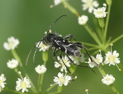 Chlorophorus sartor