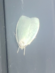 Nymphostola galactina