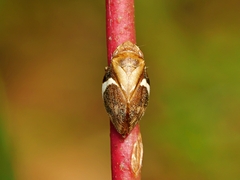 Bathyllus albicinctus