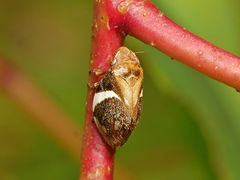 Bathyllus albicinctus