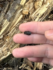 Heterotarsus carinula