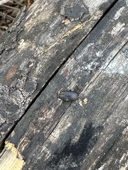 Heterotarsus carinula