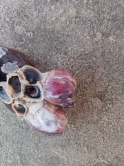 Megabalanus coccopoma