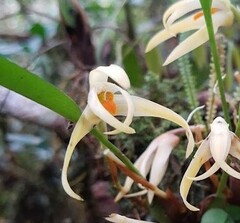 Maxillaria weberbaueri