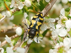 Castiarina octospilota