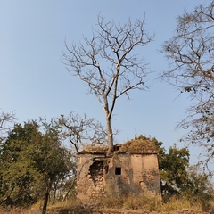 Lannea coromandelica