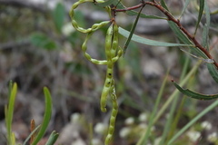 Acacia gladiiformis