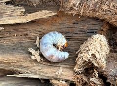 Serrognathus titanus platymelus
