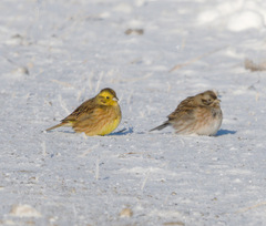 Emberiza citrinella × leucocephalos