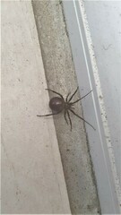Steatoda