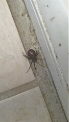 Steatoda