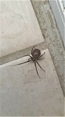Steatoda