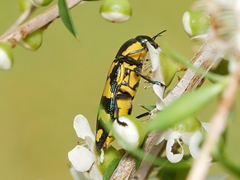Castiarina octospilota