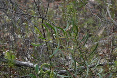 Acacia gladiiformis