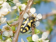 Castiarina octospilota