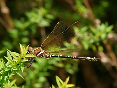 Synthemis eustalacta