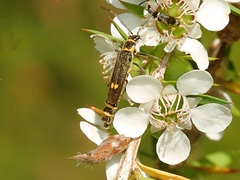 Chauliognathus fernshawensis