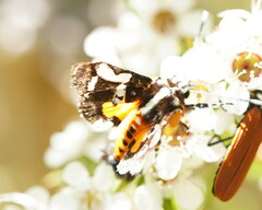 Hecatesia fenestrata
