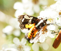 Hecatesia fenestrata
